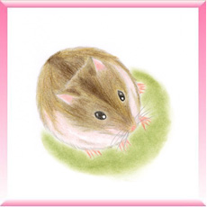 ハムスターの「みみ」