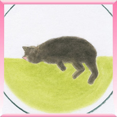 黒猫の「きっき」