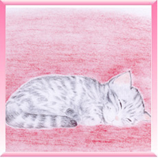 子猫の「ティム」